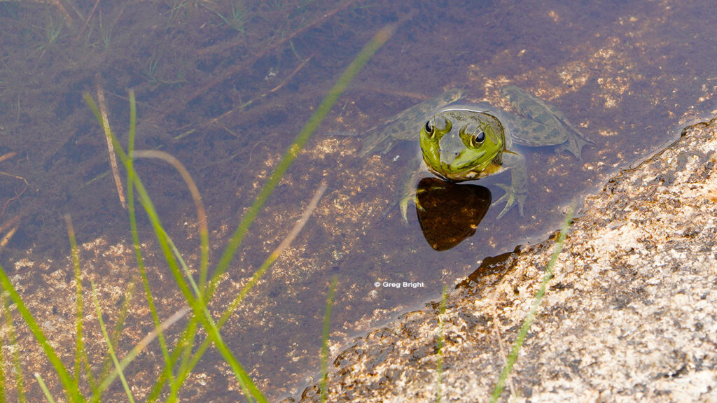 greg-bright-photography-frog