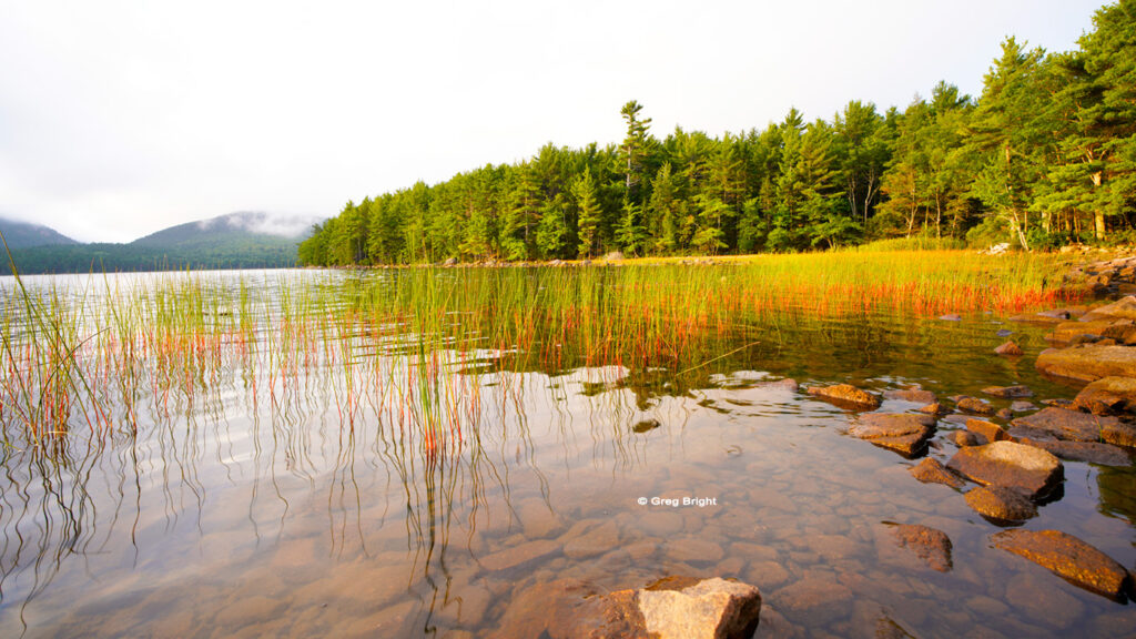 greg-bright-photography-rush-grass